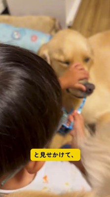 困ったように犬のくちからサングラスを取ろうとする男の子