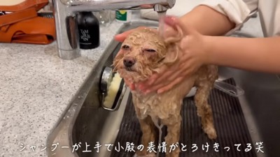 気持ちよさそうな小殿くん
