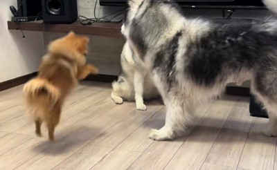 ワンプロに飛び入り参加