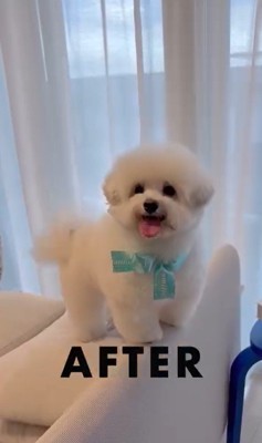 ジジくんのビフォーアフター4