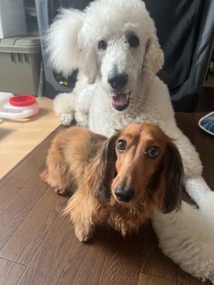 大きさは全然違うけれど仲良し♡