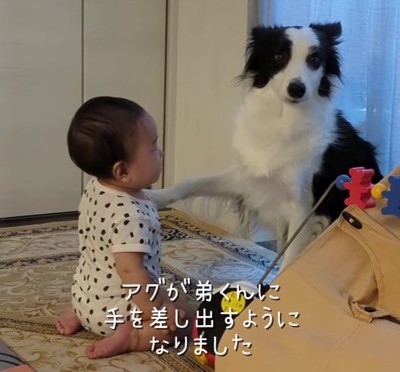 赤ちゃんに手を差し出す犬