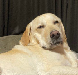 人間みたいな表情