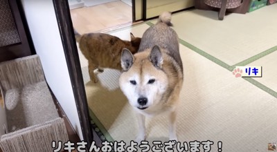 寝起きのリキくん