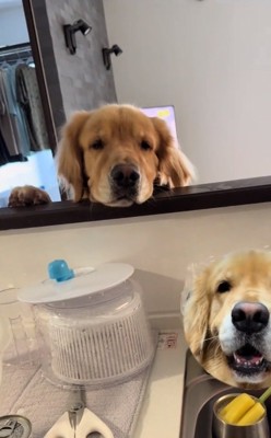 静止するイヴちゃん