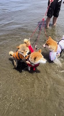 膝まで海水が浸かっている3頭の柴犬