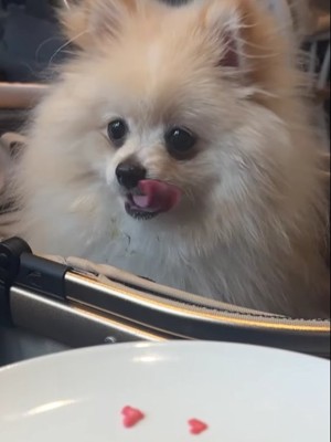 舌を出している犬