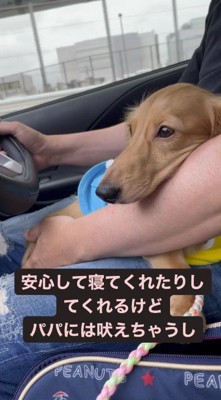 男性のひざの上で遠くを見つめる犬