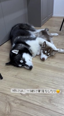 子犬に前足を乗せて眠る成犬