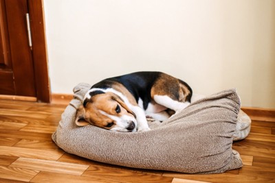 クッションの上でぐったりする犬