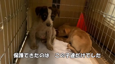 不安げな子犬たち