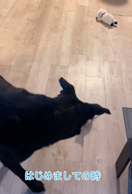 挨拶する大型犬と子猫