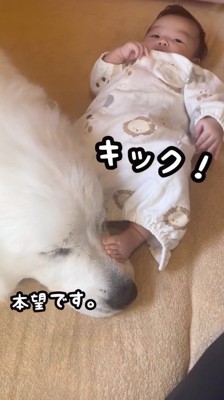 犬の顔に足を乗せる赤ちゃん