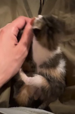 道端で子猫を保護