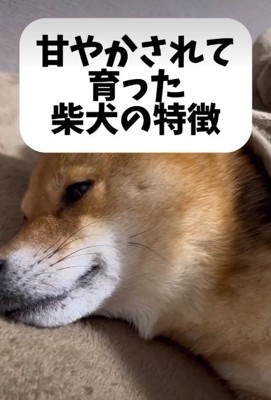 柴犬を甘やかして育てた結果