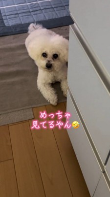 飼い主を見上げる犬