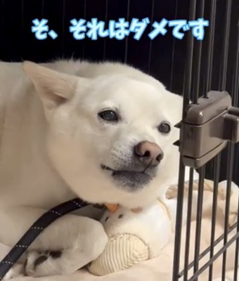 口を閉じて見つめる犬