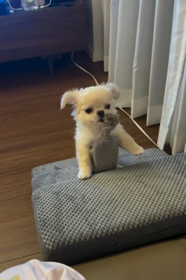 子犬らしく遊ぶことも♪