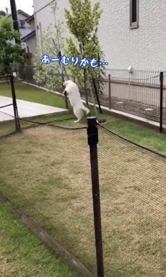 諦めちゃった!