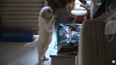 ごはんに夢中！