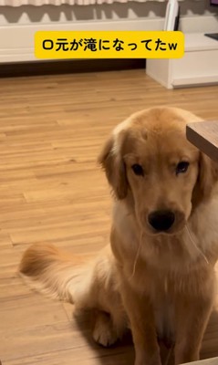 りんごをもらうモナちゃん＆ニコちゃん8