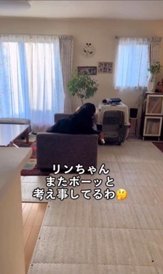 リンちゃんに声をかけたら…