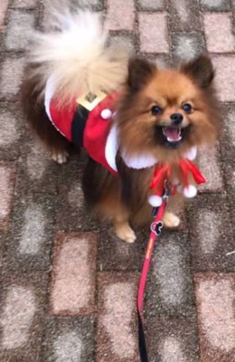 散歩中のトムくん