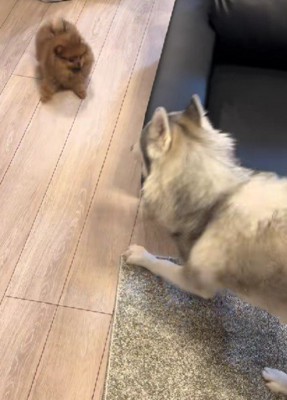 ハスキーと張り合うきなこちゃん