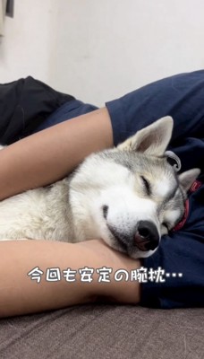 腕枕でウトウトするハスキー