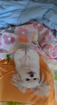 布団に仰向けになってカメラを見上げる犬