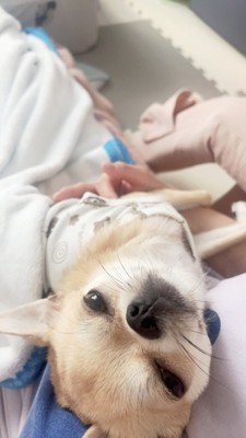 投稿主を見上げる小型犬