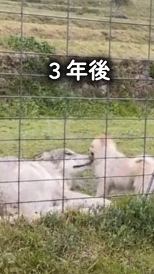 ポメラニアンと成犬になったウルフドッグ