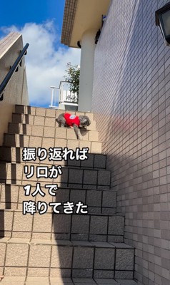 頑張って階段を下りるリロちゃん2