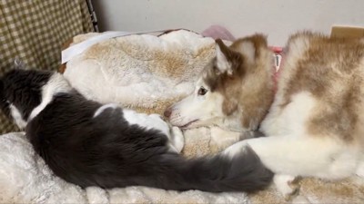 シャンテちゃん＆バロンちゃん8