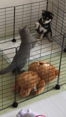 前足をあげる豆柴