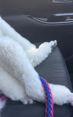 助手席のますおちゃん