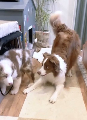 子犬に遊びを仕掛ける犬と、それに戸惑う様子の子犬
