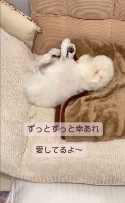 まめちゃんの変化6