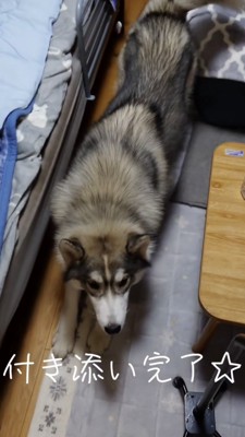 伸びをするハスキー