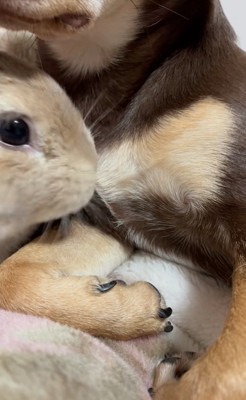 首元に顔を寄せるウサギ