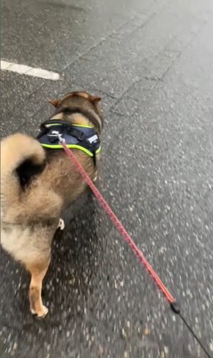 雨が降ってきた時のしんのすけ君4