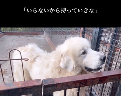笑顔で見つめ返す超大型犬