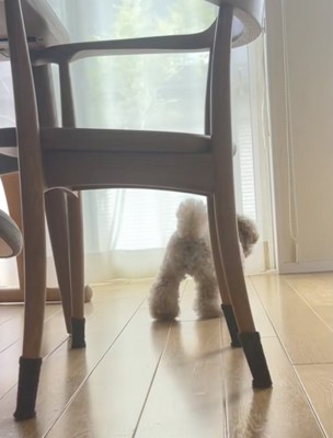 テクテク歩くきなこちゃん