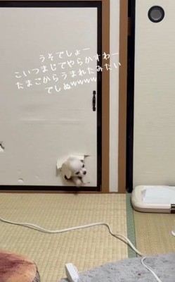 顔が出てきた凛くん