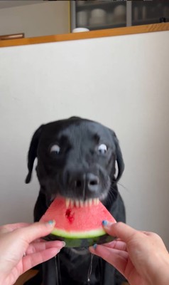 スイカを食べるポールくん6