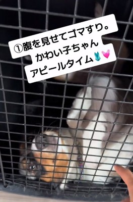 お腹を見せるみかづきちゃん