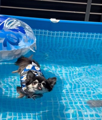 泳ぐ気がない犬