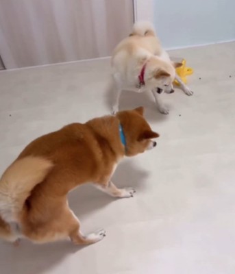 おやつを見つめる2匹の犬