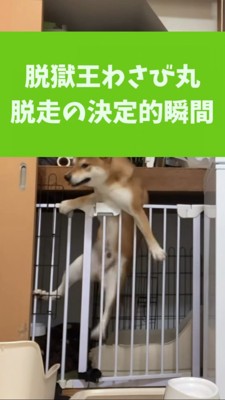 ケージから腕を出す柴犬