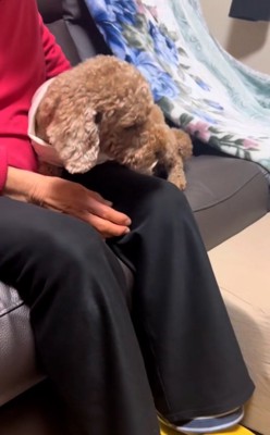 膝の上に乗ろうとする茶々丸くん